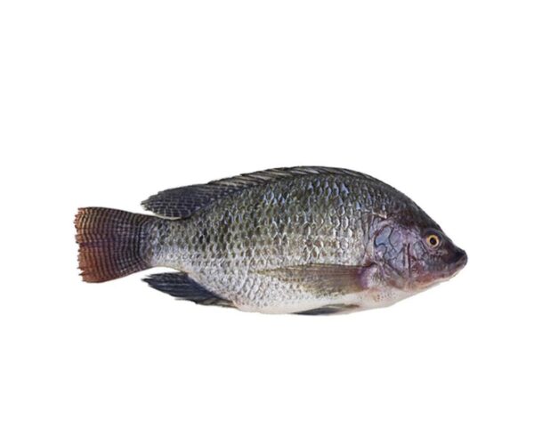 Carton de gros Tilapia 5kg